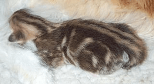 Котенок норвежской кошки янтарного окраса при рождении